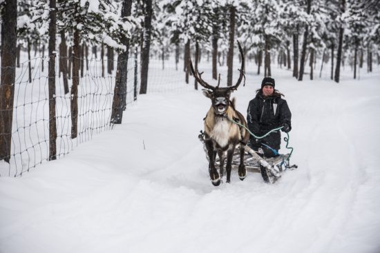 Enjoy a Reindeer Sleigh ride at the Icehotel (photo credit Markus Alatalo)