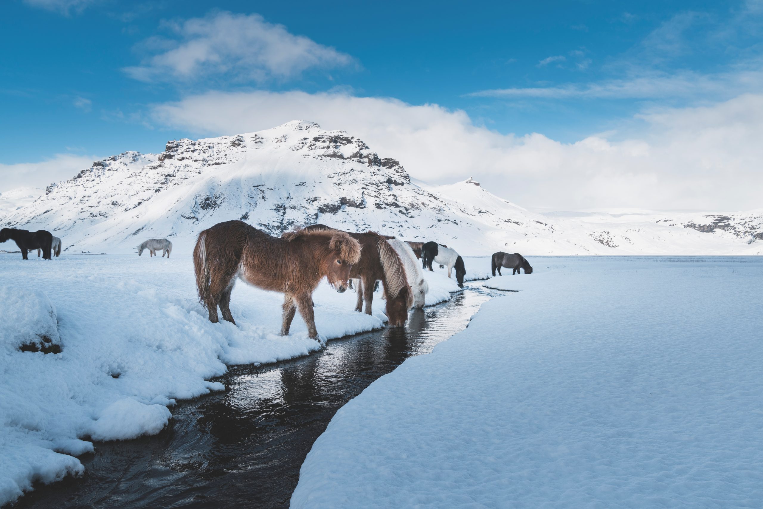 Icelandic Horses