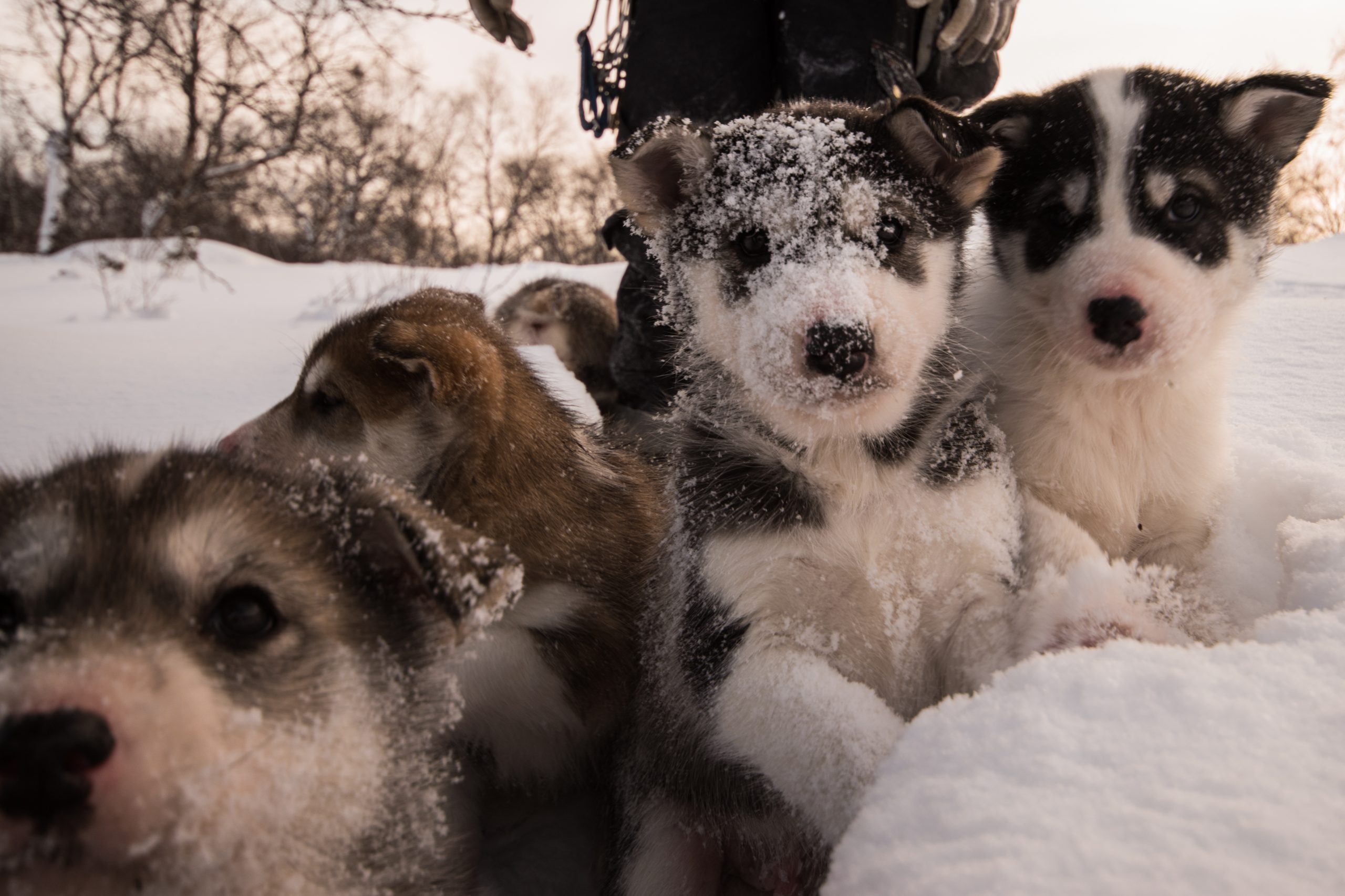 Snowhotel Puppies