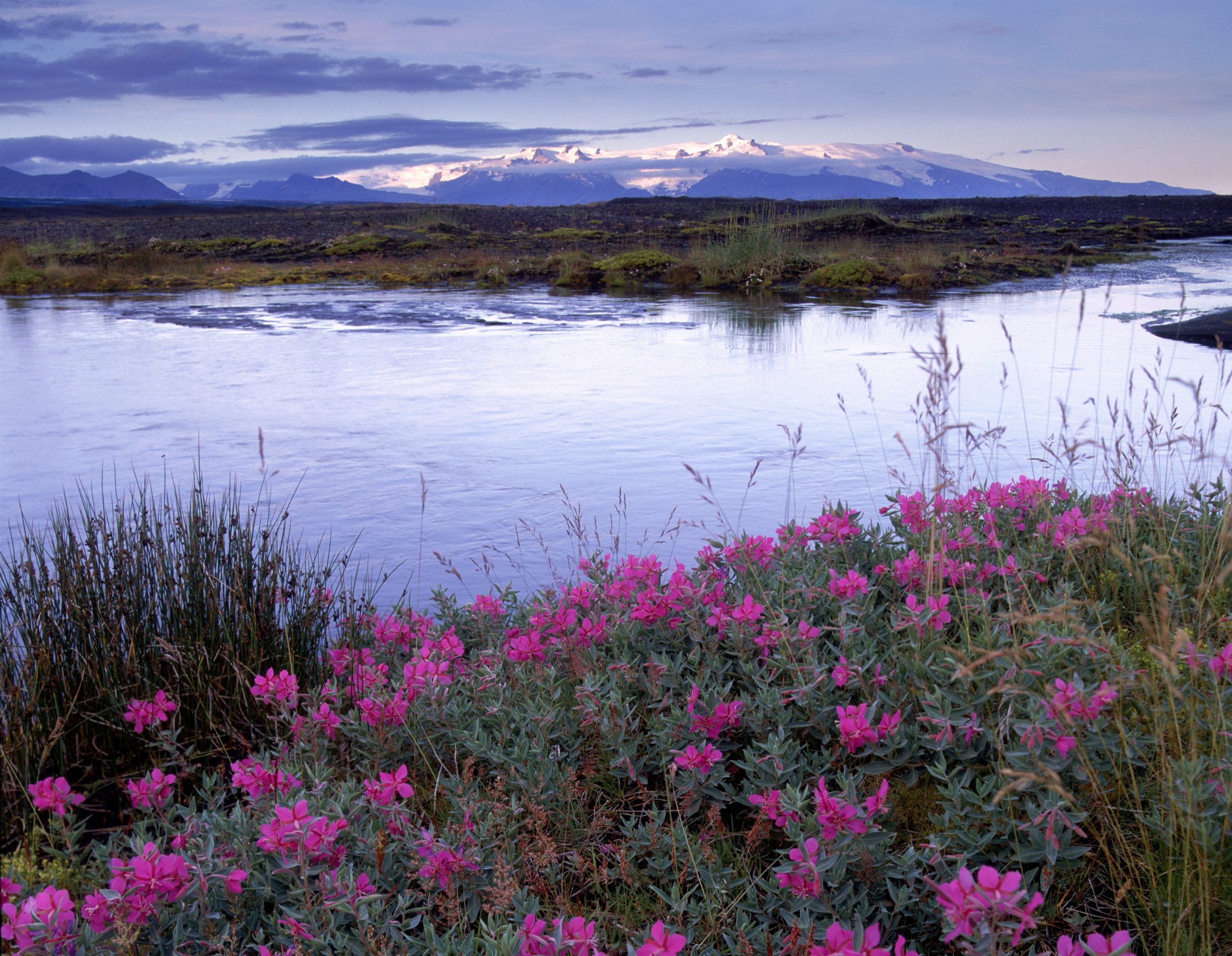 Skaftafell and wildflowers, Iceland