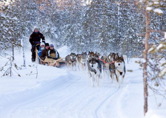 Whilst in Lapland enjoy a husky ride (photo credit Visit Rovaniemi)