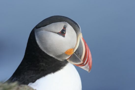 The beautiful Puffin in Iceland