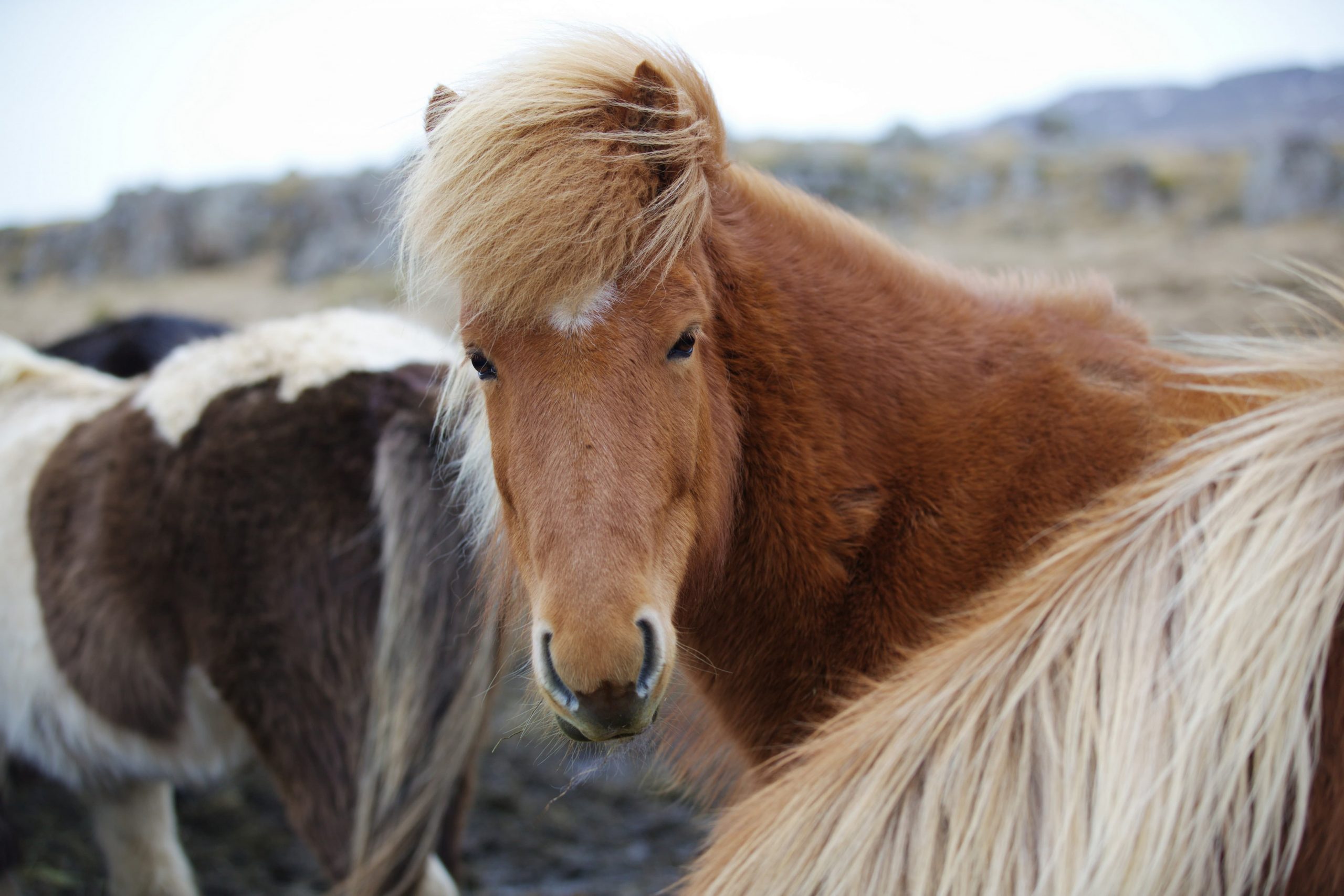 Horses in Iceland