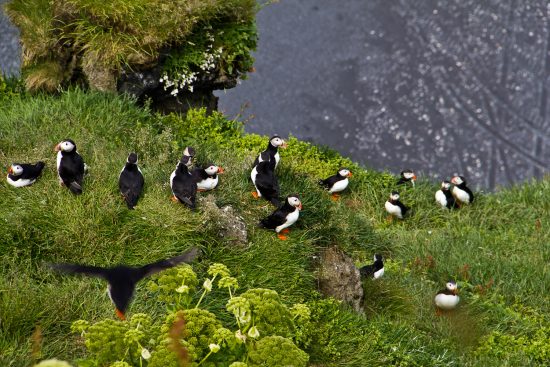 Puffins on the cliffs at Dyrholaey Peninsula, South Iceland