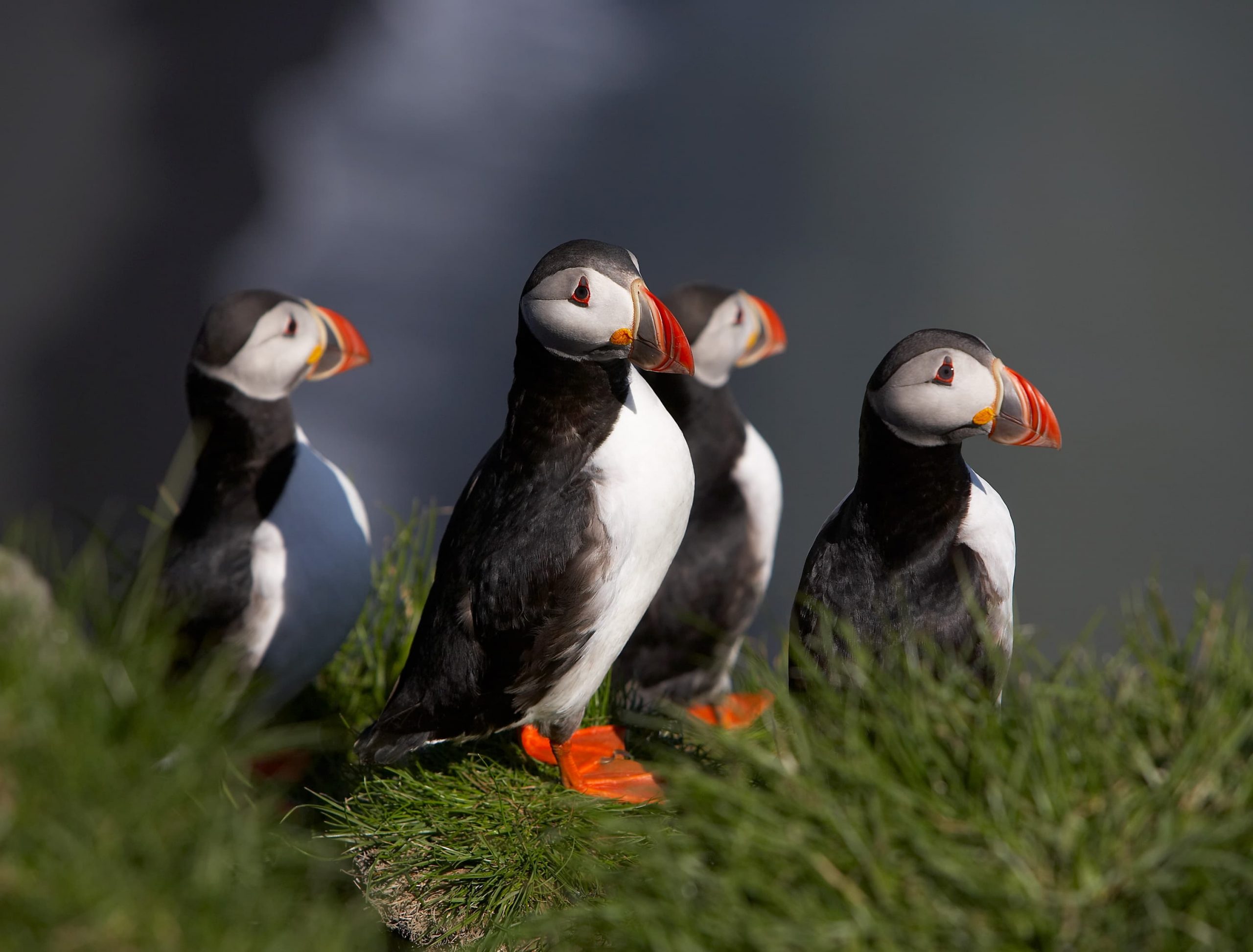 Pufins, Iceland