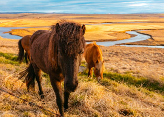 Meet face-to-face with one of Iceland's fluffiest and friendliest natives, the Icelandic horse. 