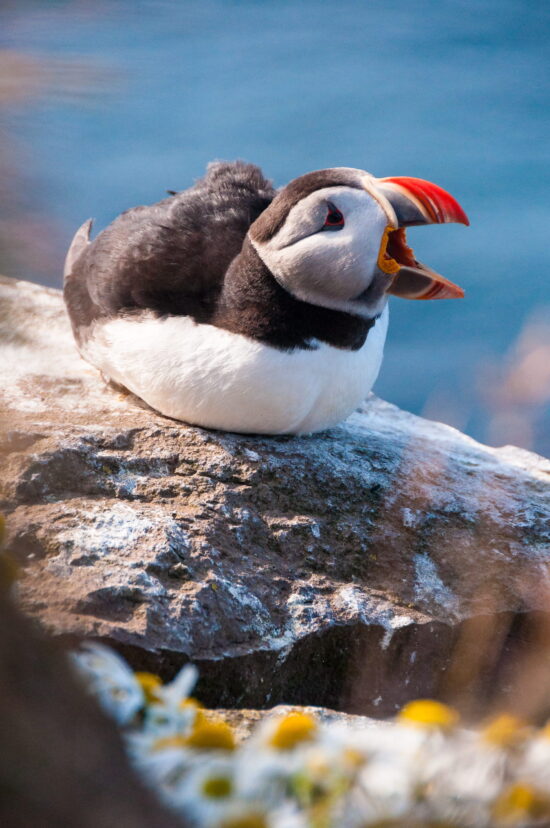 You can view puffins up close on Latrabjarg, one of Europe's highest seabird cliffs.