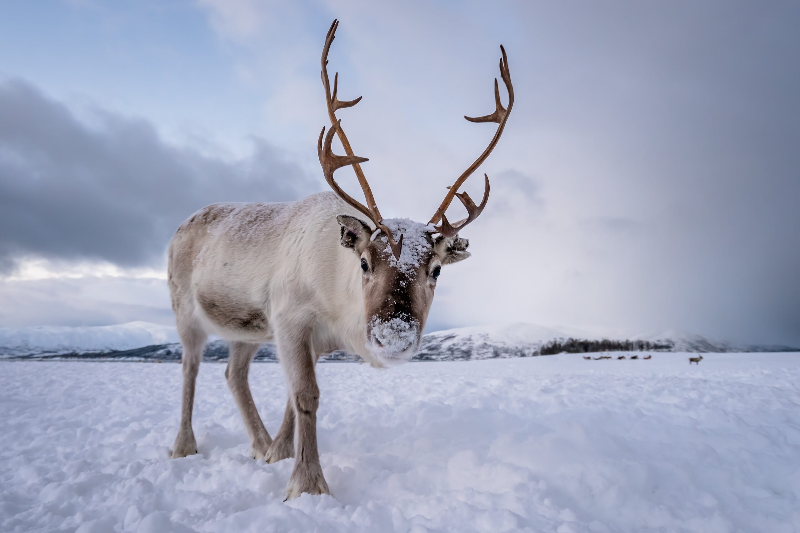 Reindeer Norway